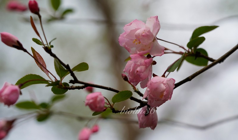 Hall Crab Apple photo 6