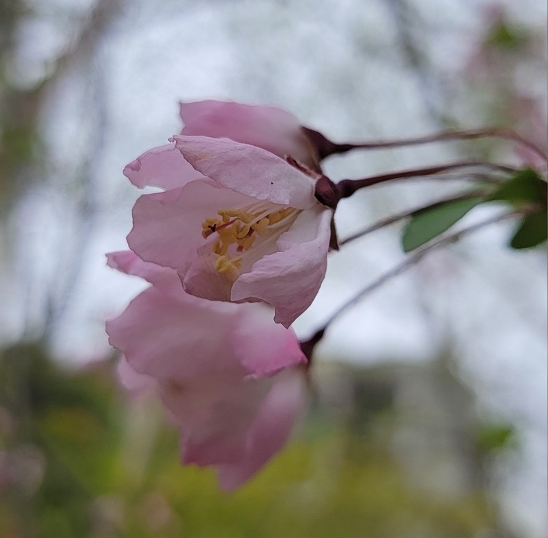 Hall Crab Apple photo 7