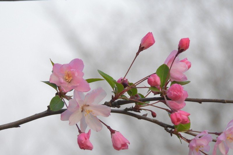 Hall Crab Apple photo 8
