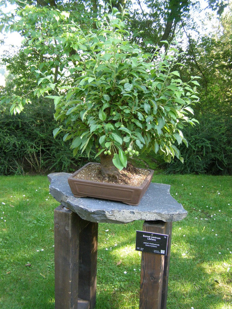 Hall Crab Apple photo 5
