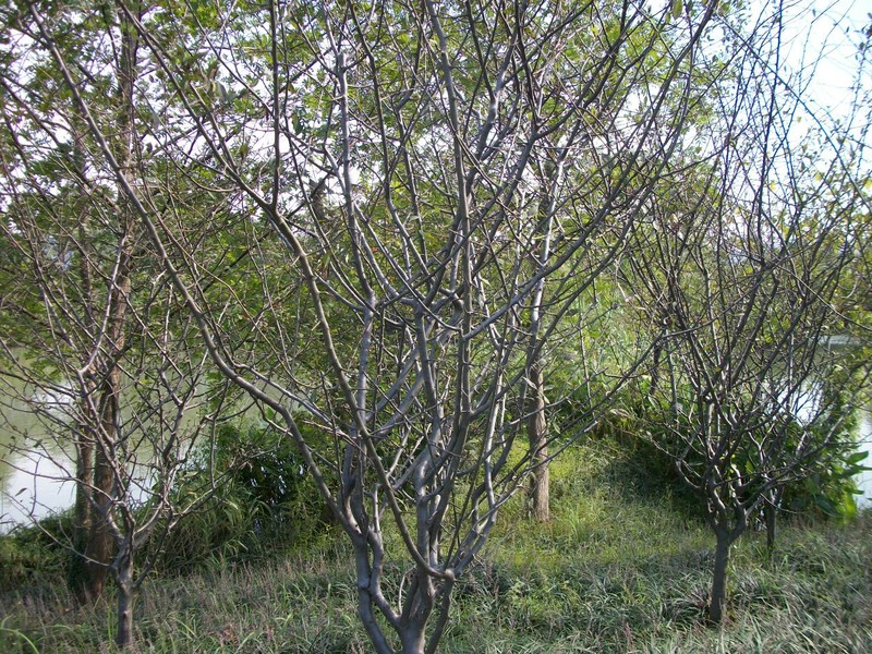 Hall Crab Apple photo 2