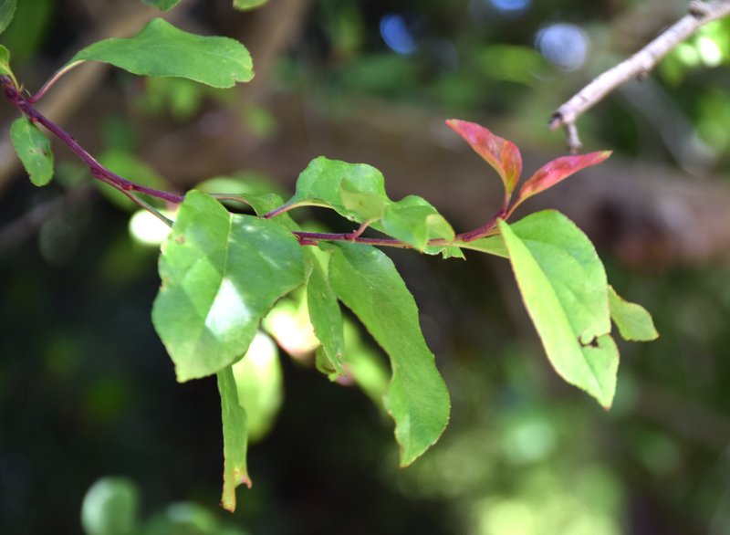 Hall Crab Apple photo 7