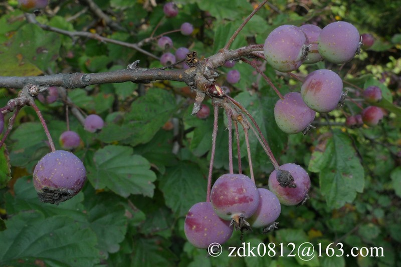 Malus honanensis photo 2