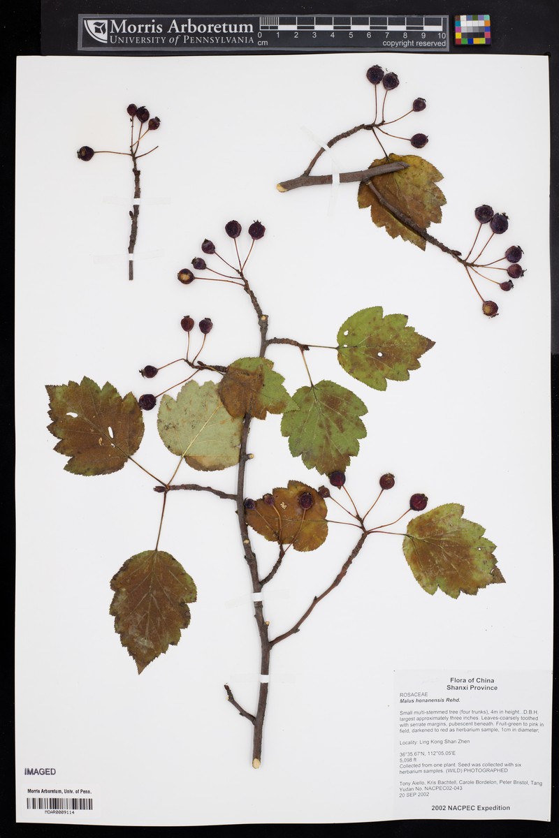 Malus honanensis photo 3