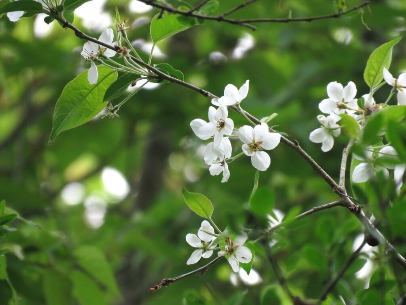 Chinese Crab Apple photo 3