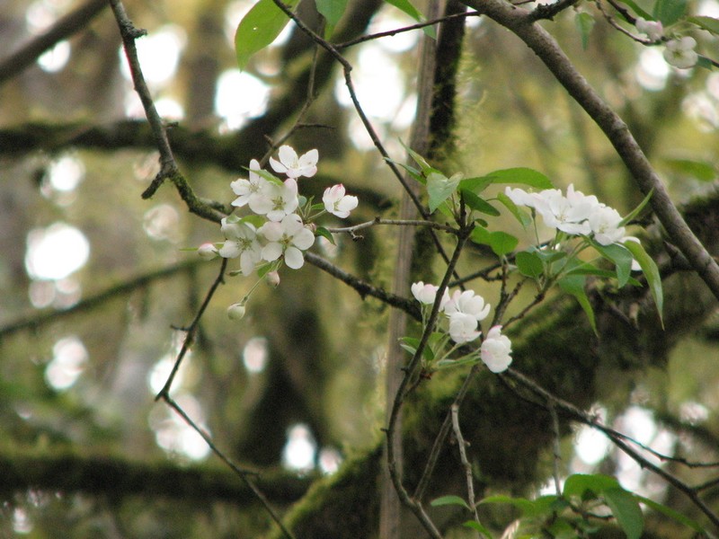 Chinese Crab Apple photo 4
