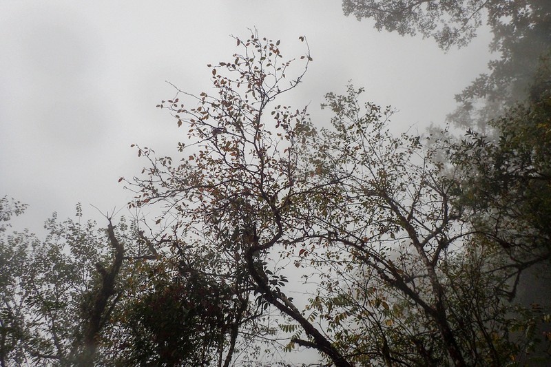 Chinese Crab Apple photo 5