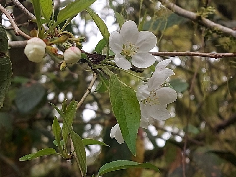 Chinese Crab Apple photo 6