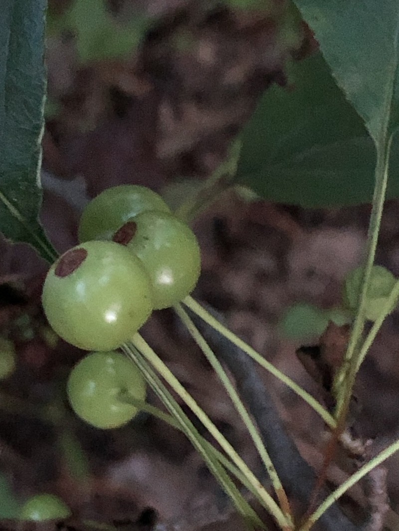 Chinese Crab Apple photo 7