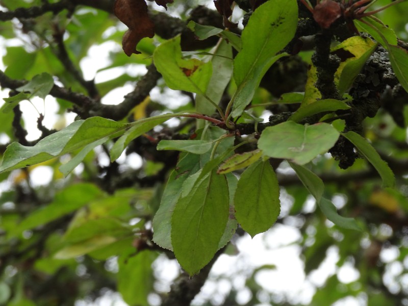 Chinese Crab Apple photo 4