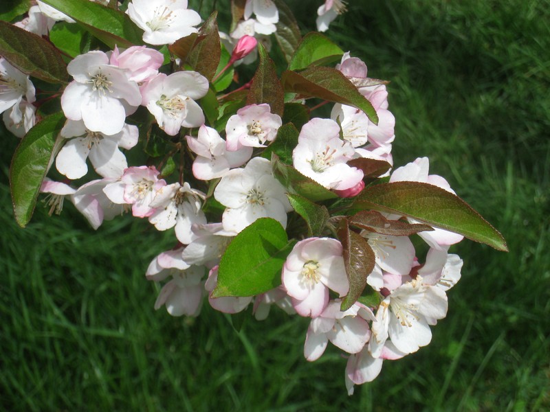 Chinese Crab Apple photo 2