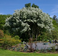 Chinese Crab Apple