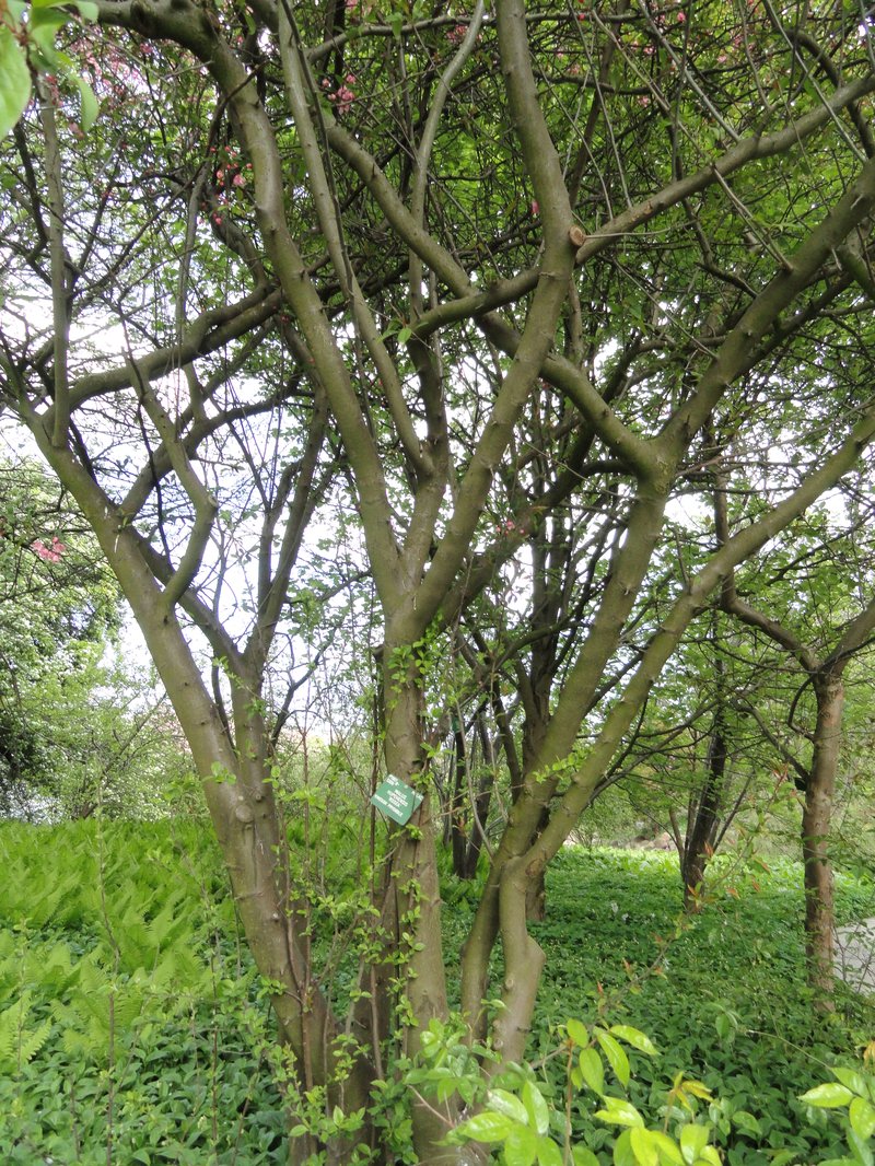 Chinese Crab Apple photo 6