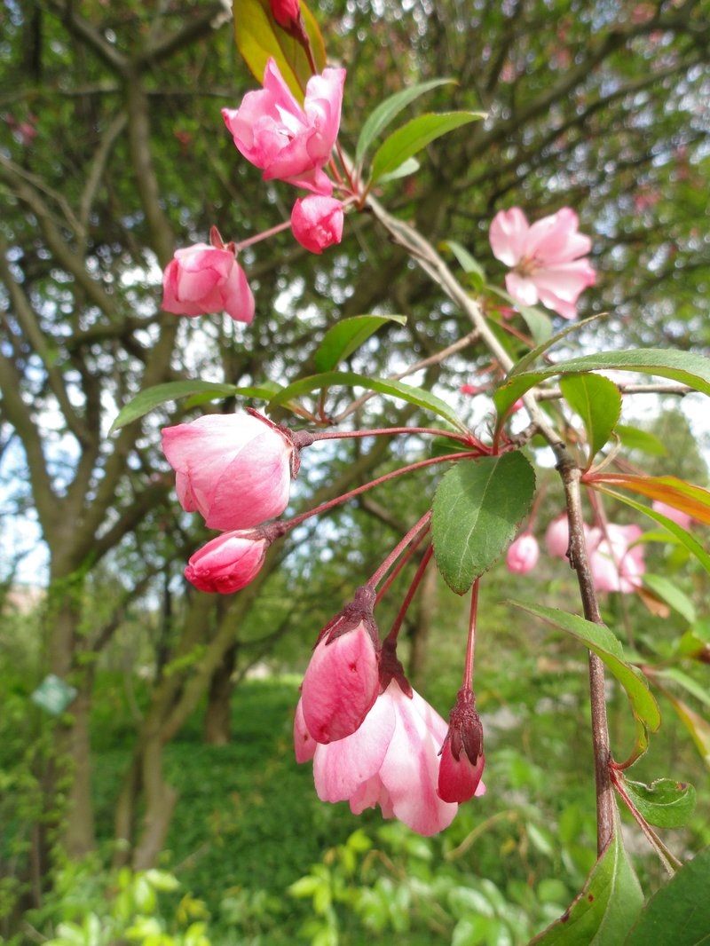 Chinese Crab Apple photo 7