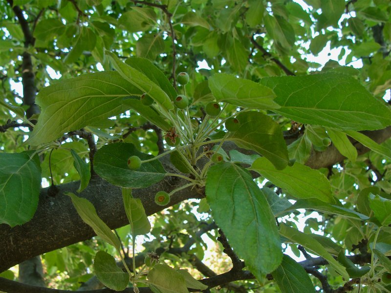 Chinese Crab Apple photo 8