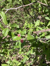 Prairie Crab Apple