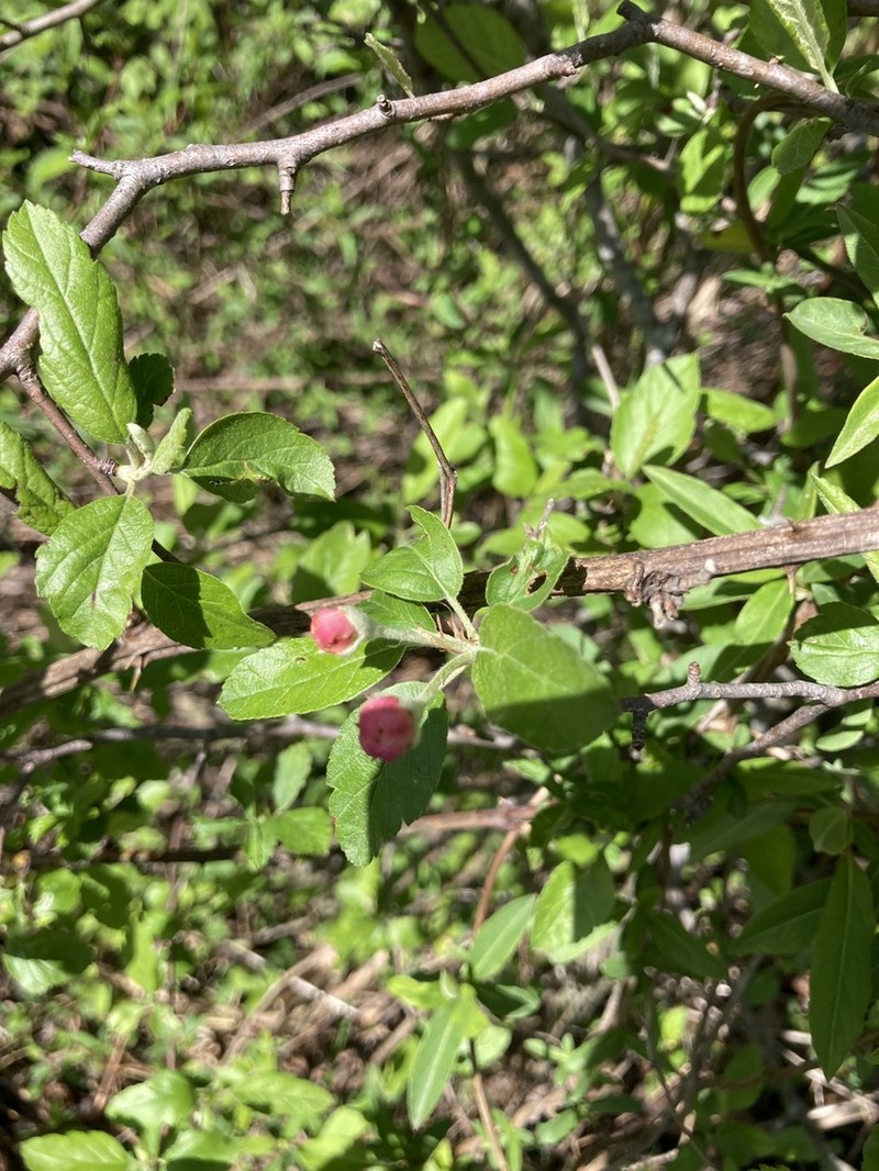Prairie Crab Apple