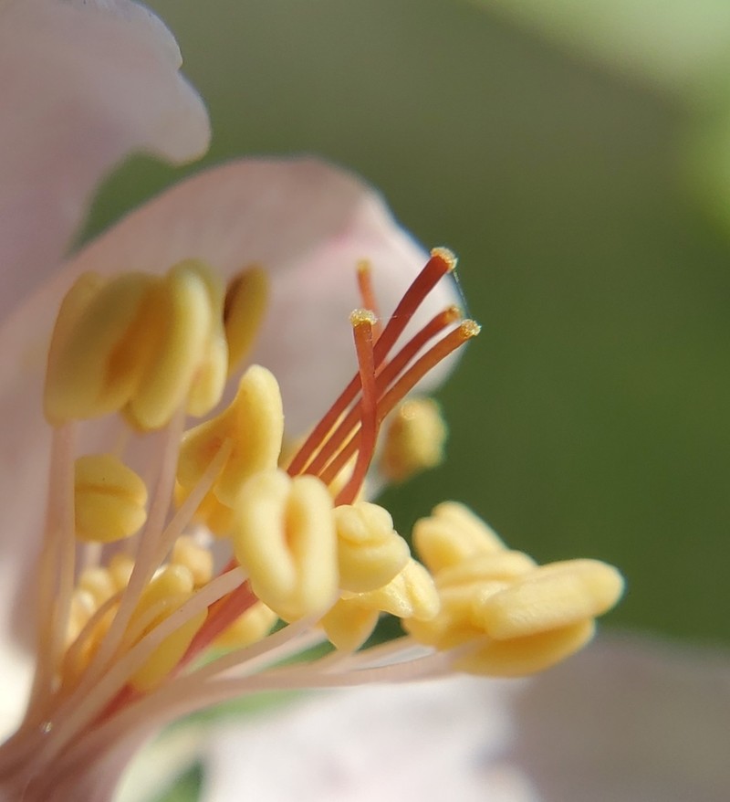 Prairie Crab Apple photo 2