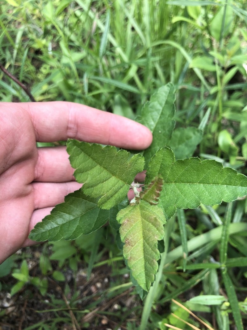 Prairie Crab Apple photo 3
