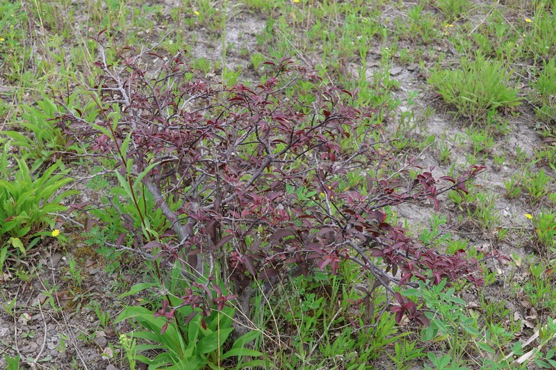 Prairie Crab Apple photo 4