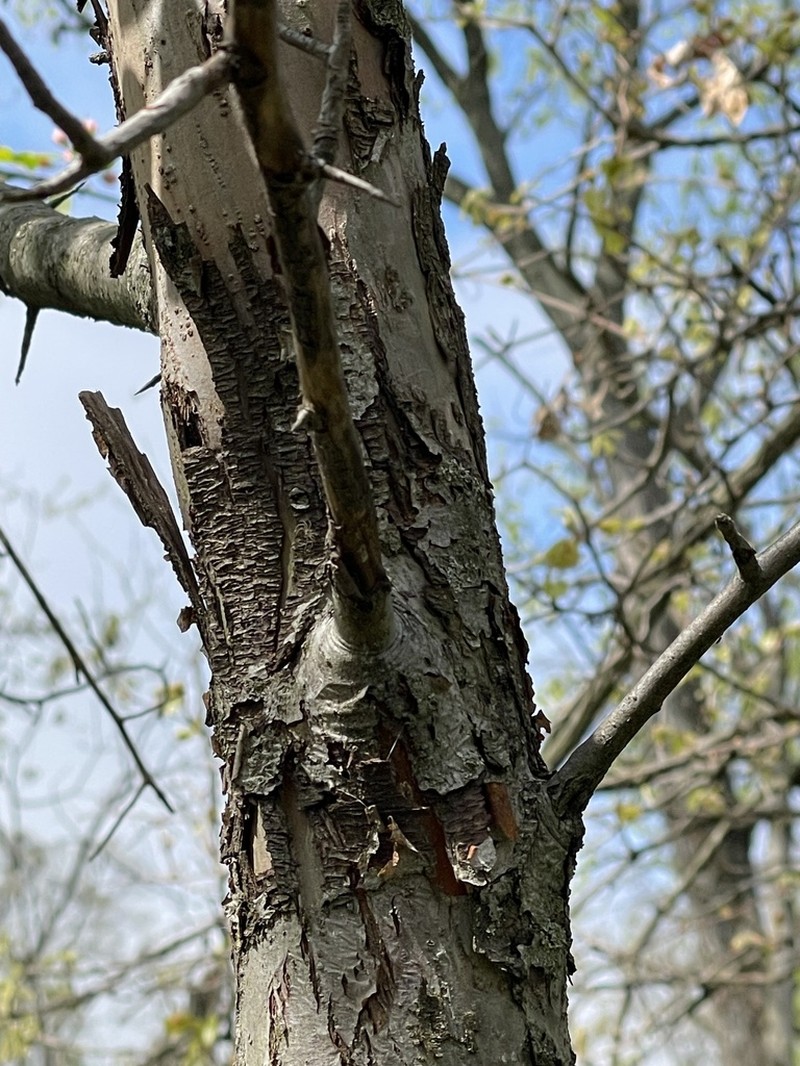 Prairie Crab Apple photo 5