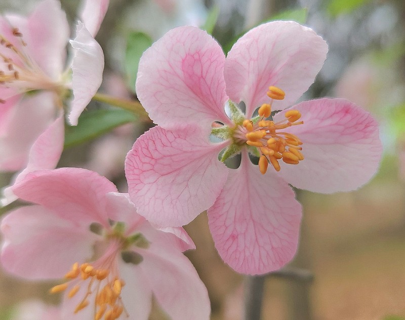 Prairie Crab Apple photo 6
