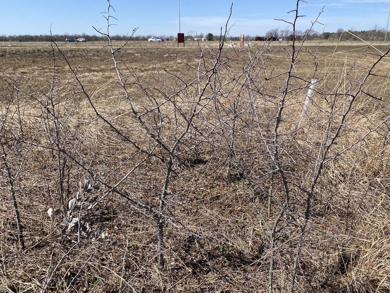 Prairie Crab Apple photo 7
