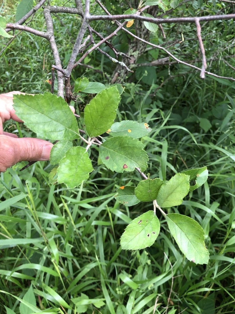 Prairie Crab Apple photo 8