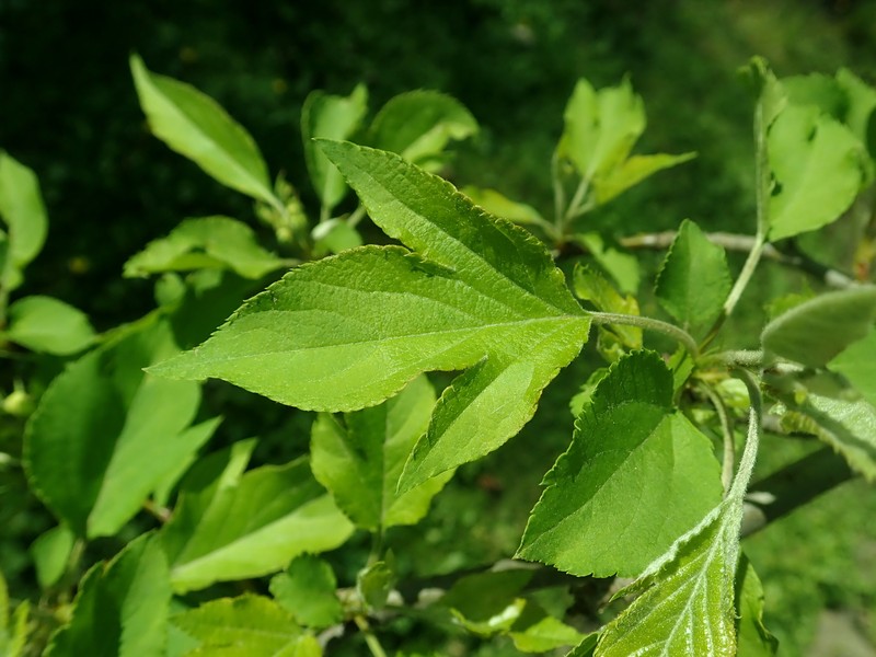 Malus kansuensis