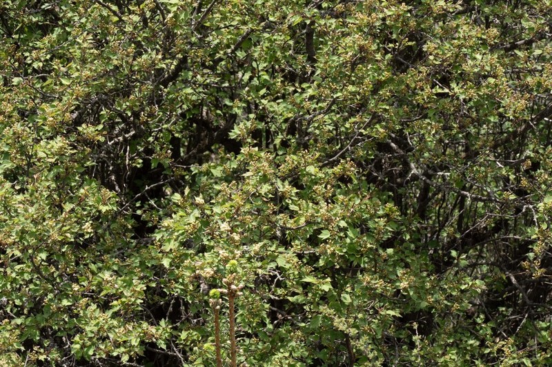 Malus kansuensis photo 2
