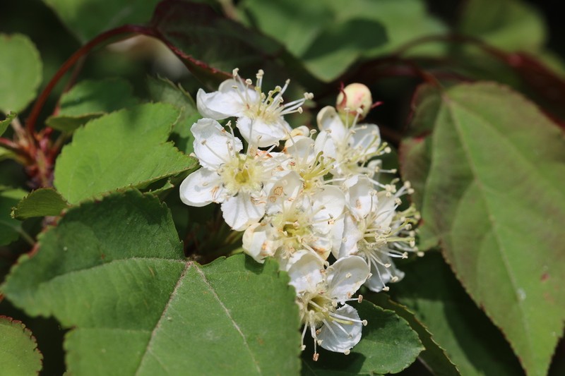 Malus kansuensis photo 3
