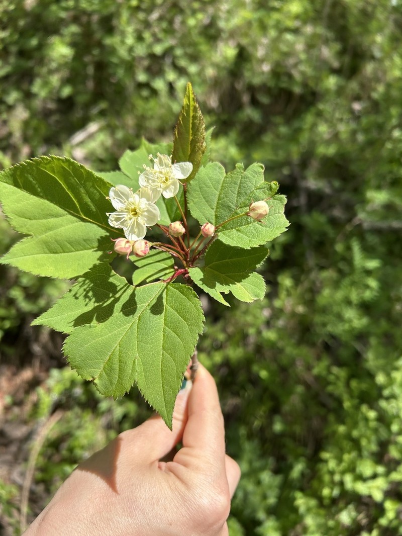 Malus kansuensis photo 4
