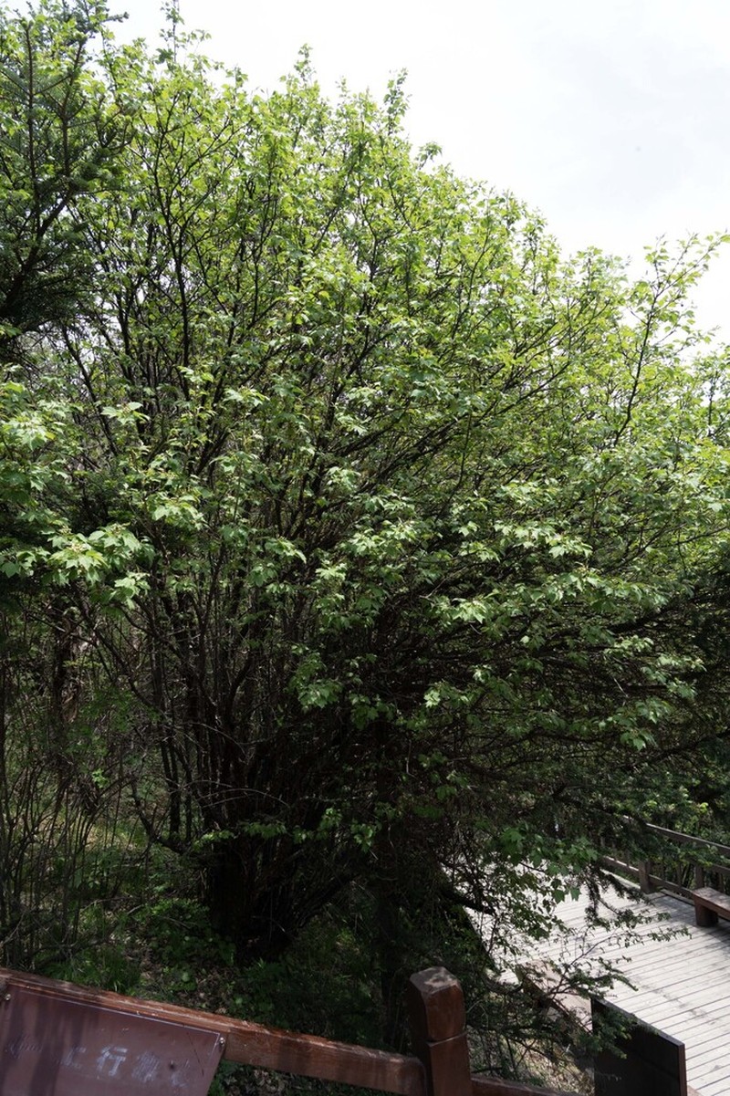 Malus kansuensis photo 6