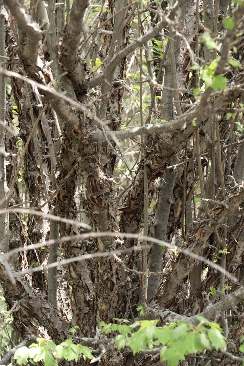 Malus kansuensis photo 7