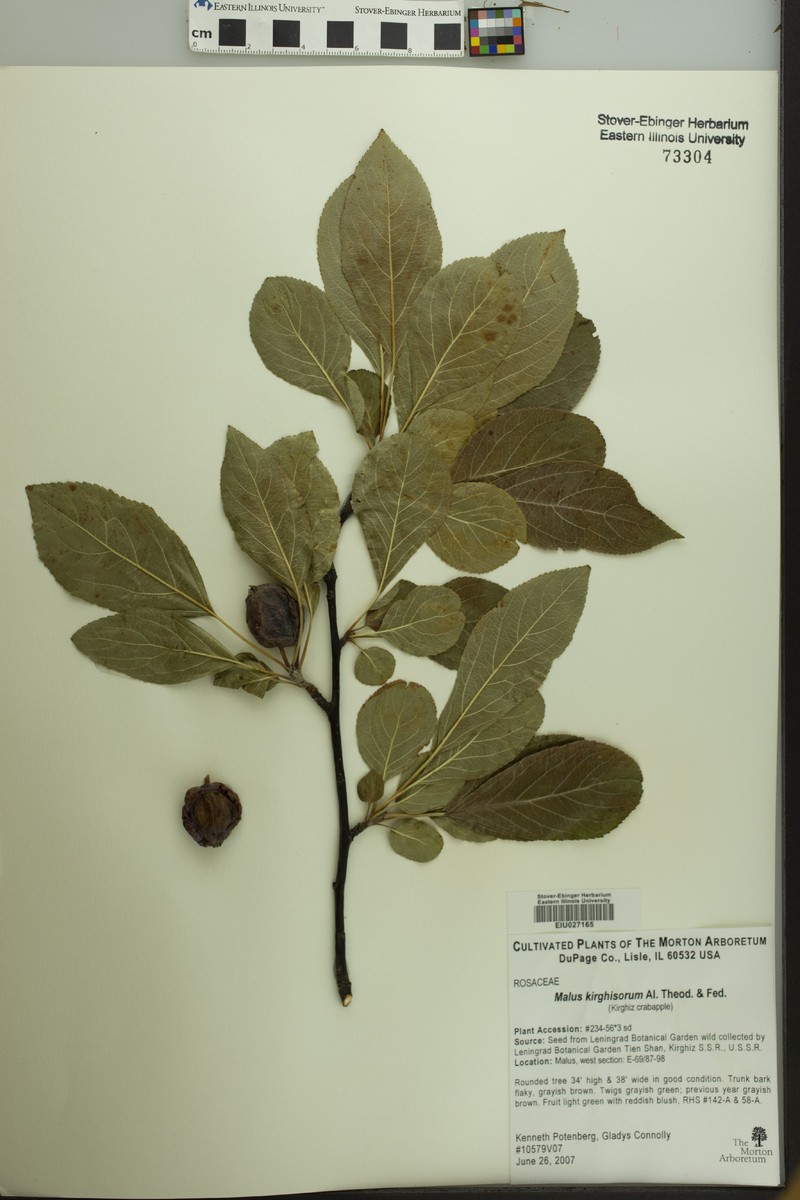 Malus kirghisorum