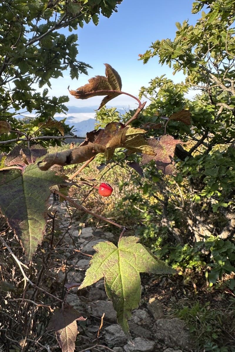 Malus komarovii photo 2