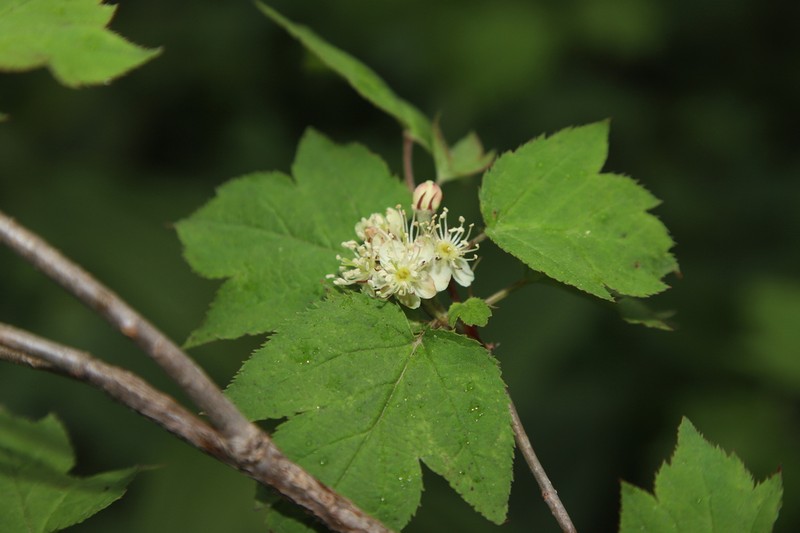 Malus komarovii photo 3