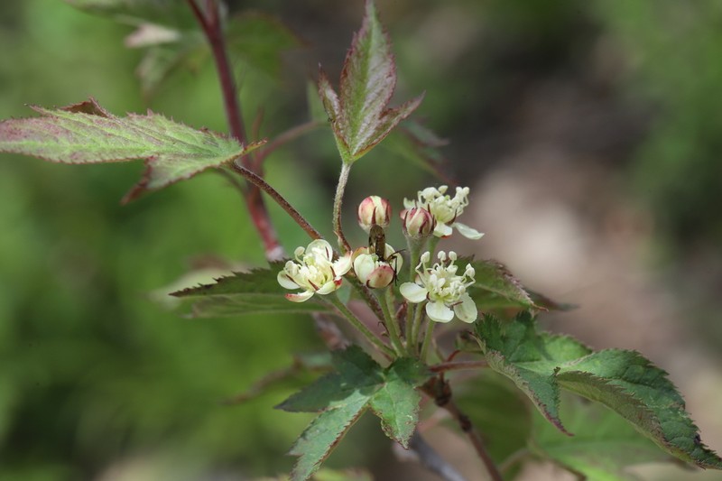 Malus komarovii photo 5
