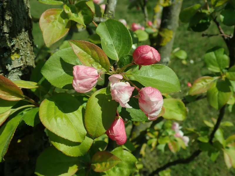 Kaido Crab Apple