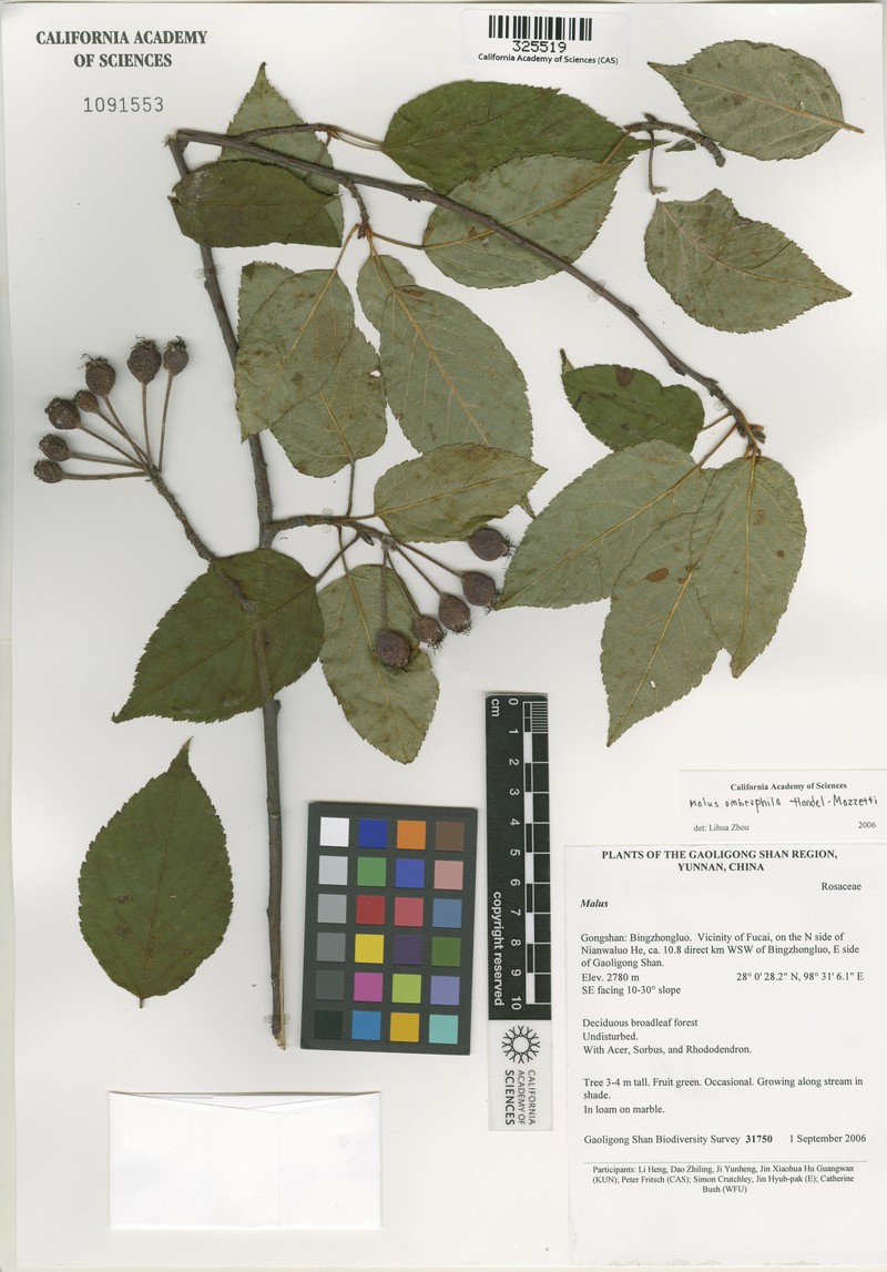 Malus ombrophila