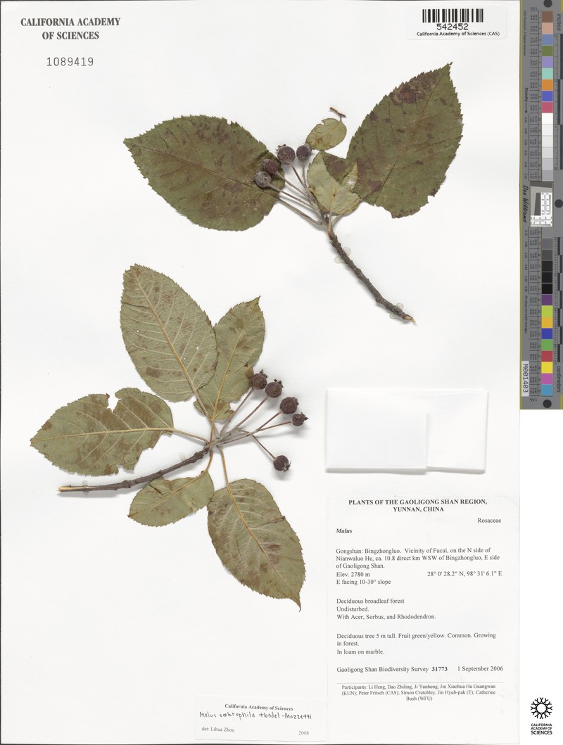 Malus ombrophila photo 2