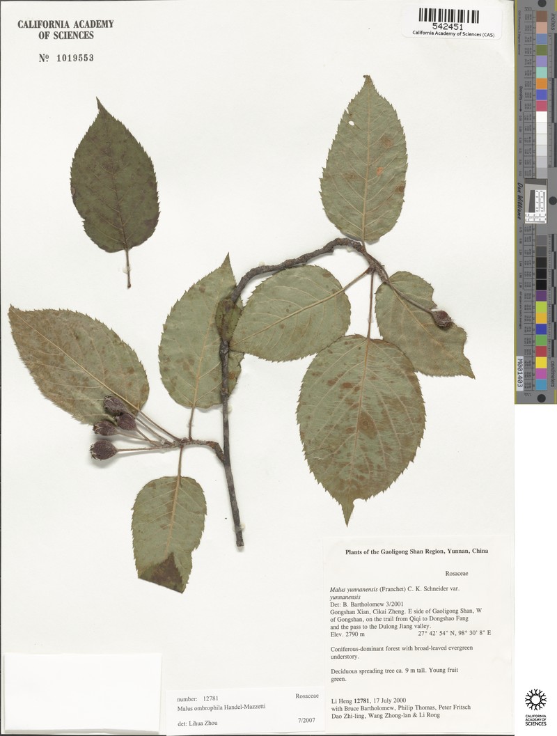 Malus ombrophila photo 3