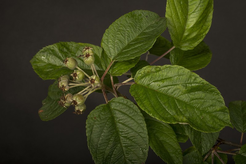 Malus ombrophila photo 4