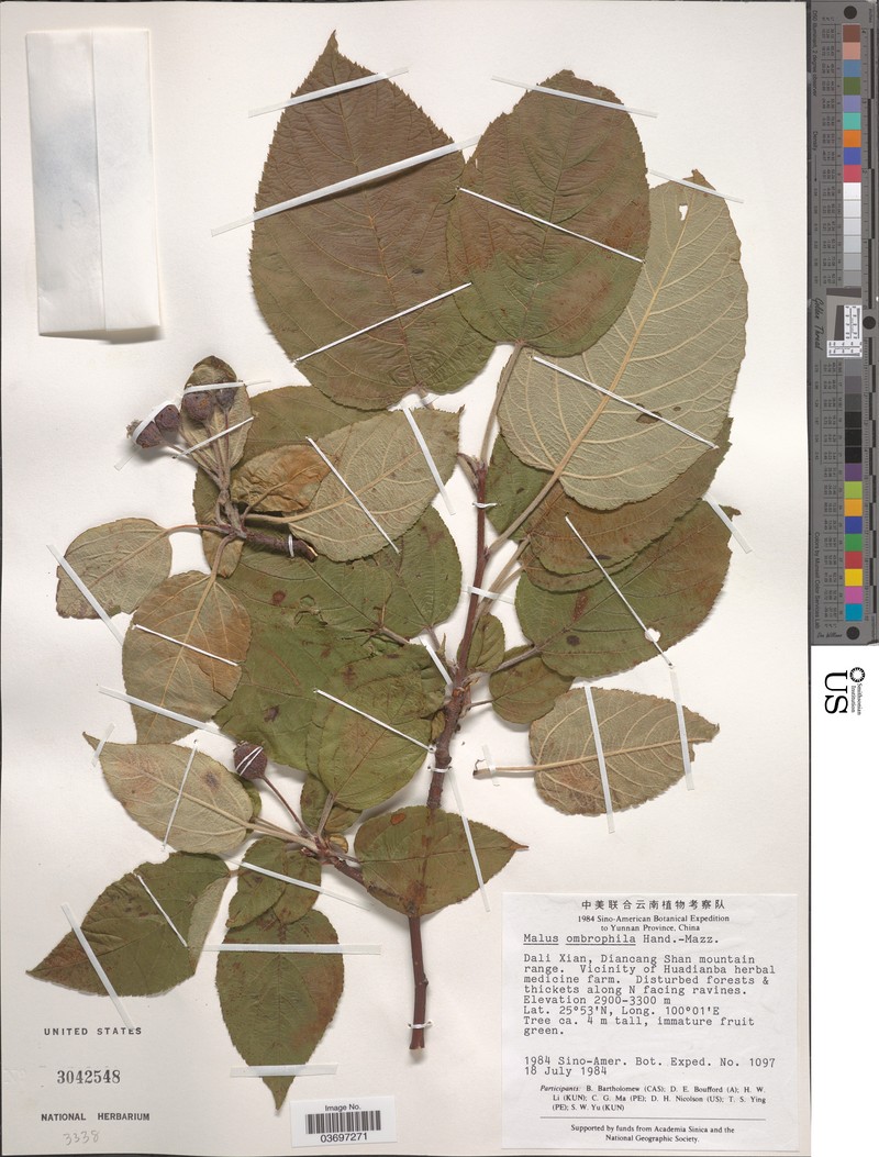 Malus ombrophila photo 5