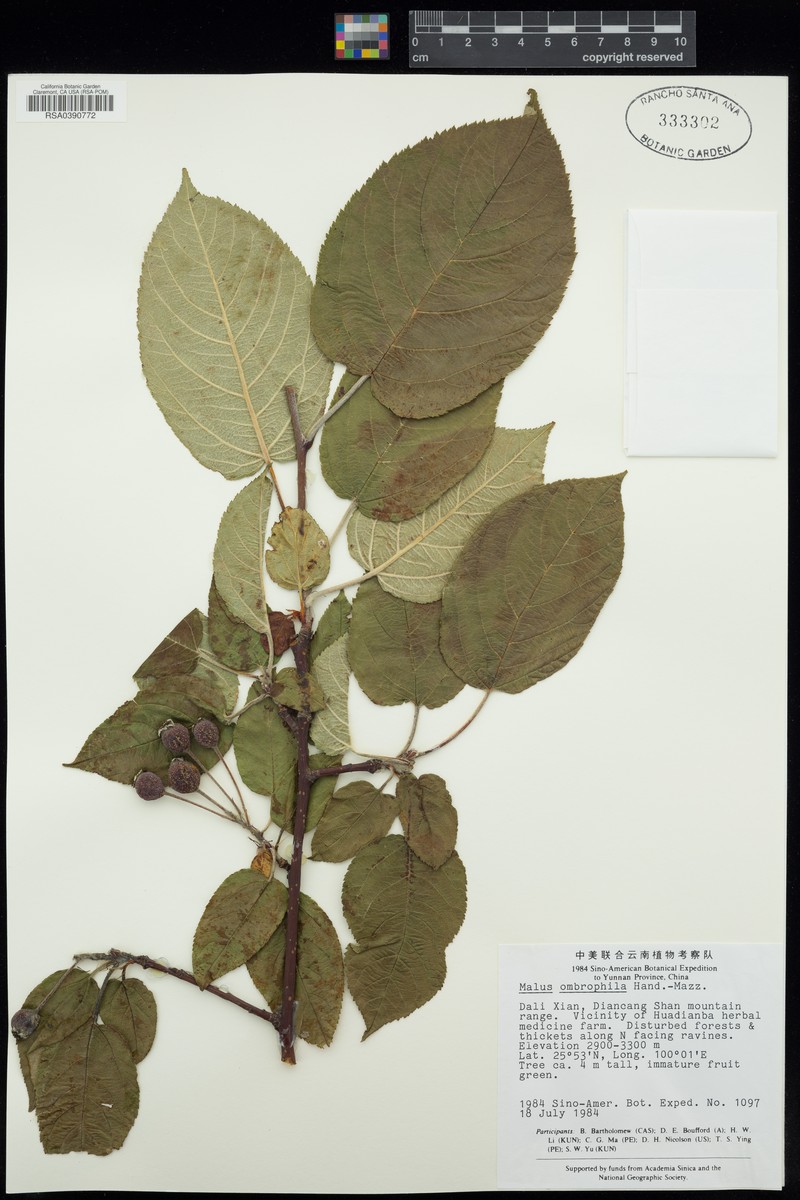 Malus ombrophila photo 6
