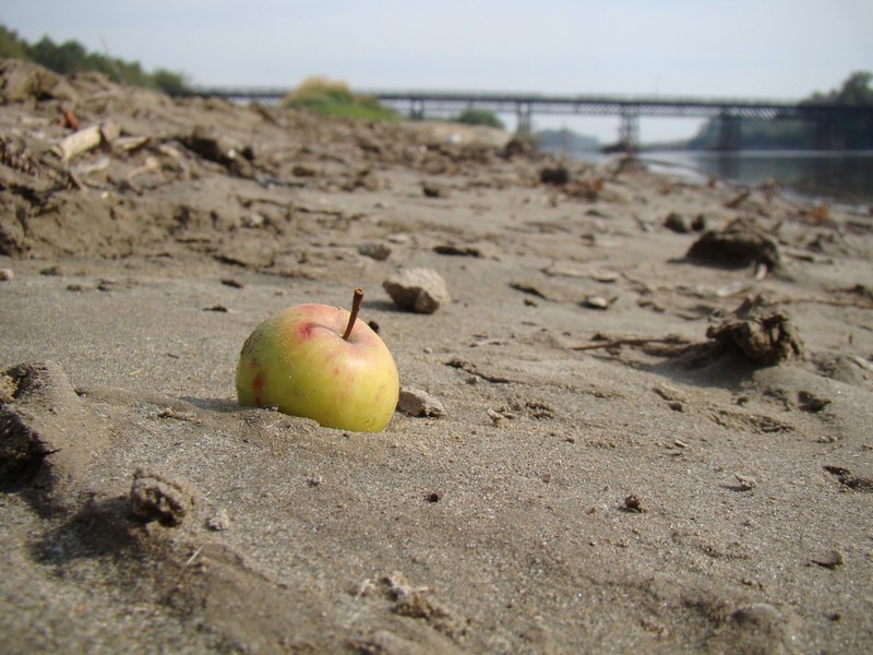 Malus orientalis photo 2