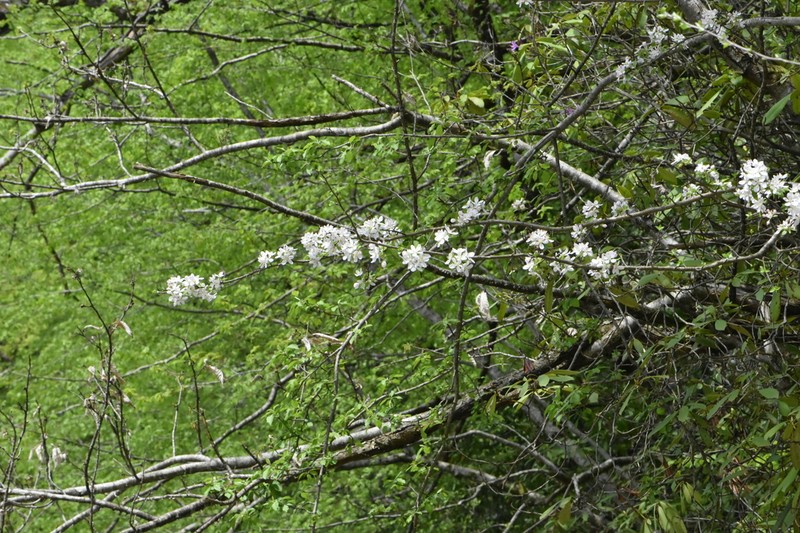 Malus orientalis photo 3