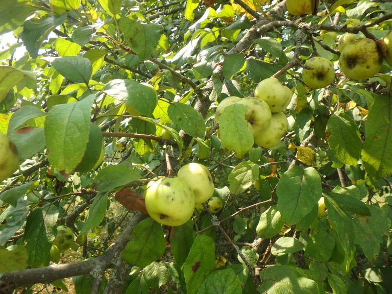 Malus orientalis photo 4