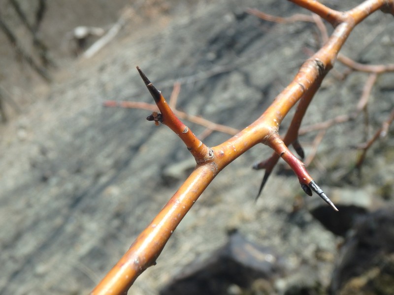 Malus orientalis photo 5