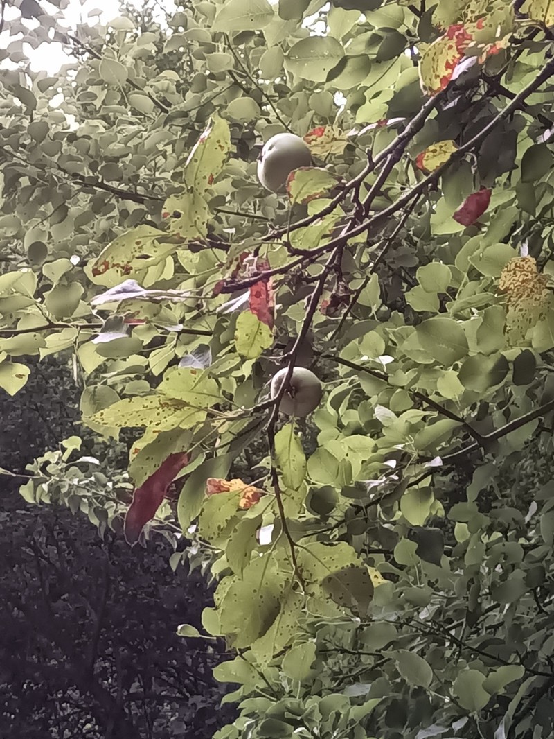 Malus orientalis photo 6